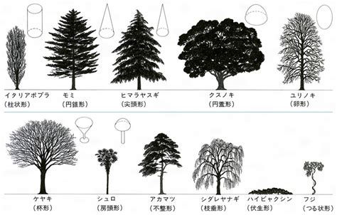 樹型種類